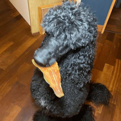 Filet de saumon sauvage - Friandise naturelle pour chien - vue 2 - EkiDog