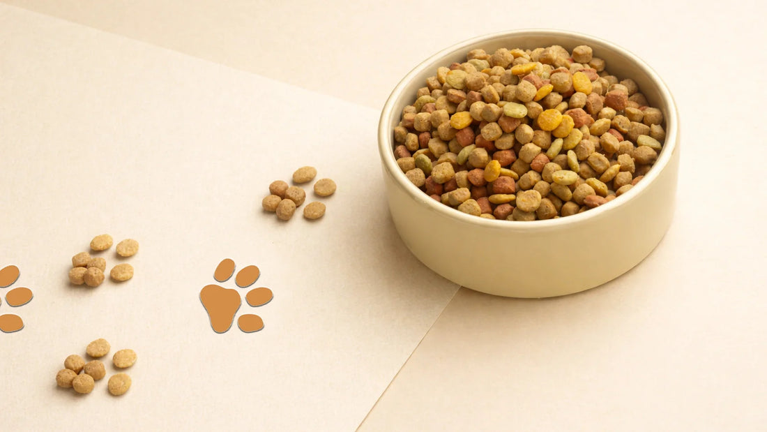 La transition alimentaire chez le chien : comment bien la faire