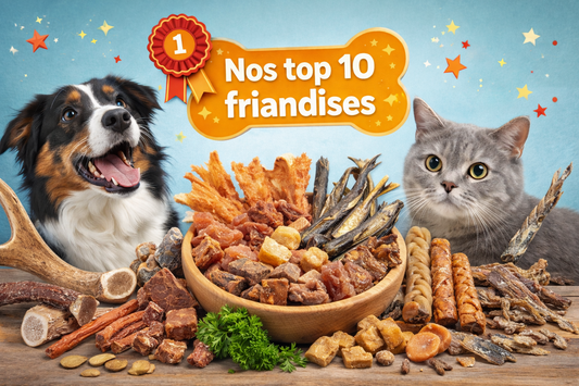 Notre Top 10 des Meilleures Friandises Naturelles pour Chien - EkiDog