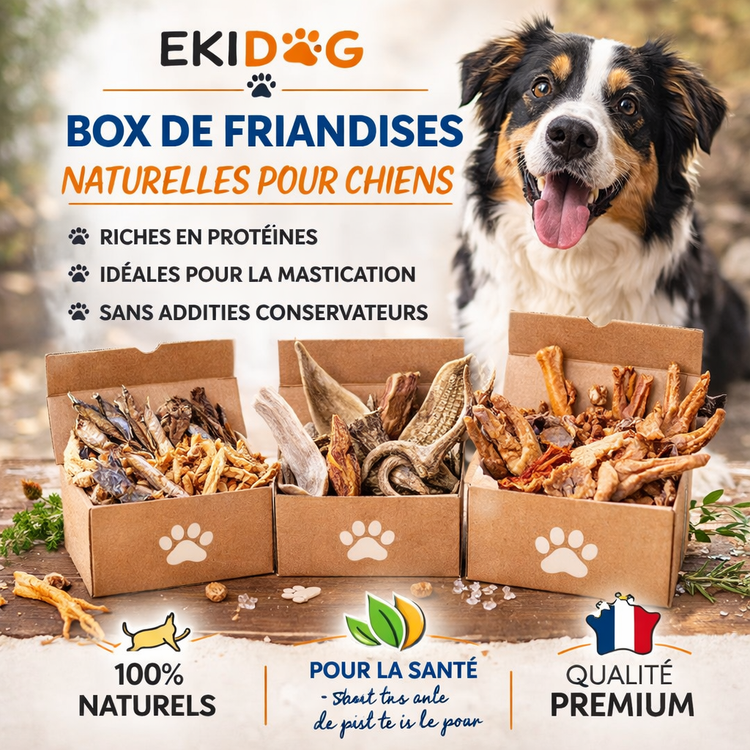 Box Friandises pour Chien