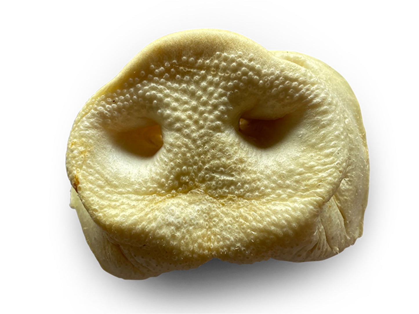 Nez de Cochon Soufflés – Lot de 2 Pièces – Friandise Naturelle pour Chien