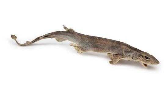 Roussette - Friandise Chien